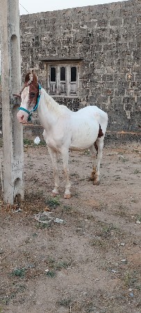 थंबनेल 2