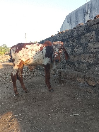 ખુંટ માટે આપવાનો સે