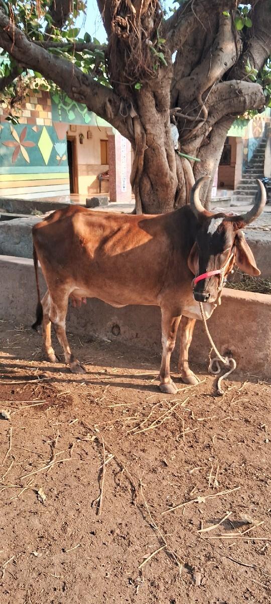 બીજુ વેતર વ્યાણી