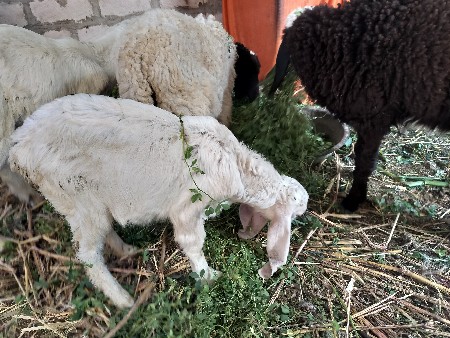 થંબનેલ 2