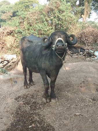 આ ભેસ વેચવાની છે