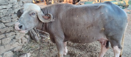 થંબનેલ 3