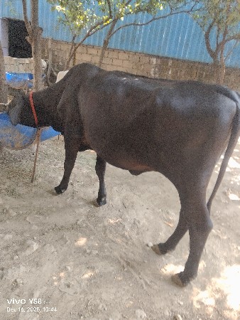 थंबनेल 2