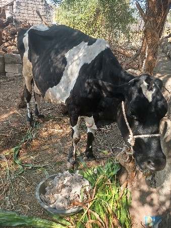 ગાય વેચવાની છે