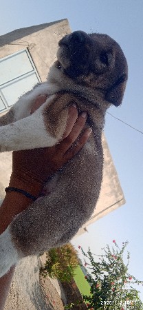 કુતરી વેચવાની છે