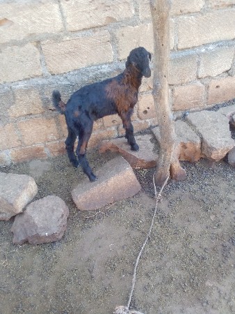 બોકડાવેશવાનાછે