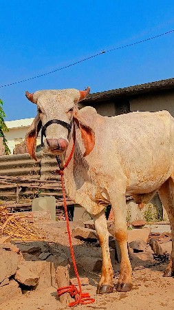 थंबनेल 2