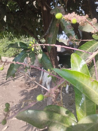 બગીચા મો ૯૬૬૪૯૭૬૮૮૧