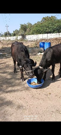 એક ખળેલી એક પાડી વેચવાની છે