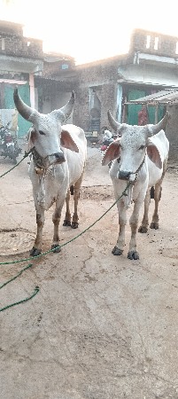 2 દાતે