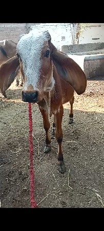 થંબનેલ 2