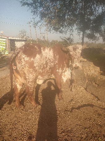 थंबनेल 3