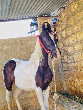 થંબનેલ 3