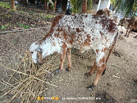 થંબનેલ 3