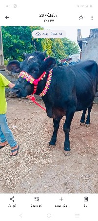 જર્સી હોળકી બે વર્ષ