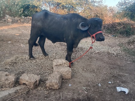 थंबनेल 3