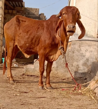 थंबनेल 3