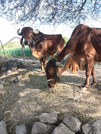 थंबनेल 3