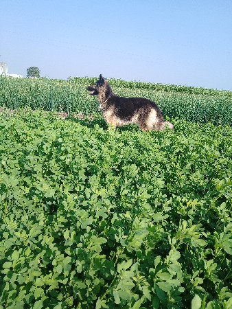 ફીમેલ વેશવાની છે