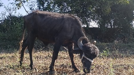 વેચવાની છે ખઠેલો છે