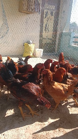 थंबनेल 3