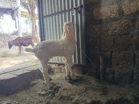 એ બકરો છે