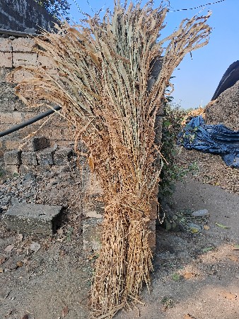 જુવાર વેચવાની છે