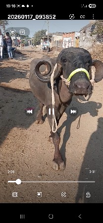 थंबनेल 3