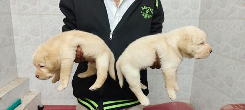 Labrador male female puppy