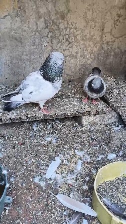 કબુતર વેચવાનું છે