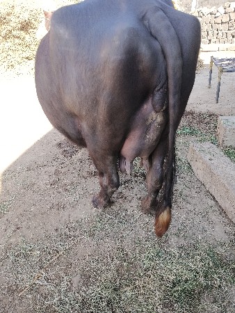 ખળલીવેસવાનીછે