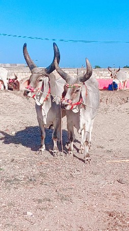 બીજી ત્રીજી મારો જીયા ભરત છે ફુલ જવ