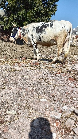 थंबनेल 3