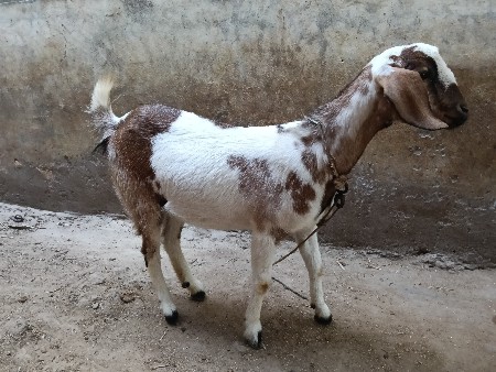 થંબનેલ 3