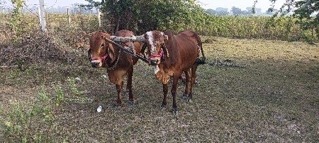દેસી બળદ વેંચવાના છે