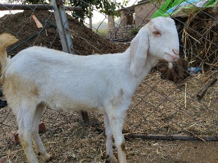 હૈદરાબાદી સોજત