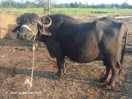 ભેંસ વેચવાની છે મહિના ની વીહાણલ
