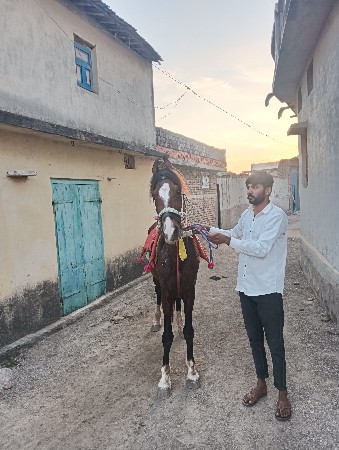 આ ધોડી ને ધોડો વેસવાના સે સાટા