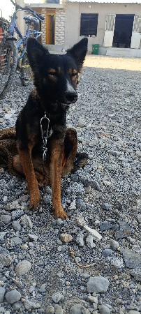 જર્મન શેફર્ડ ફિમેલ