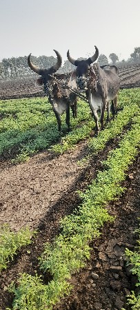 બળદ vechvana che