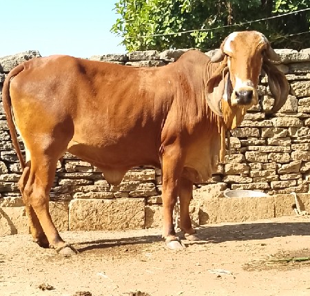 ગીર હૉડકી છે