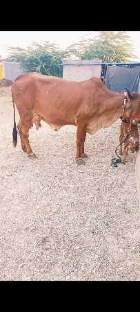 ગાય વેચવા ની છે