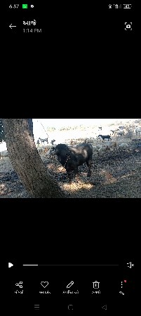 થંબનેલ 3