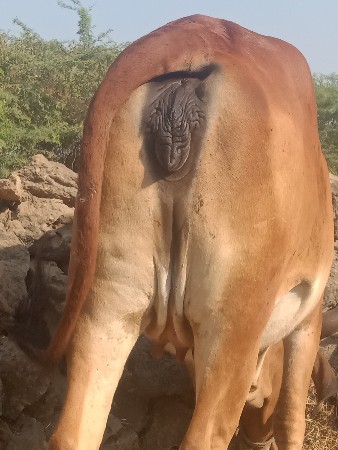 વેચવાની