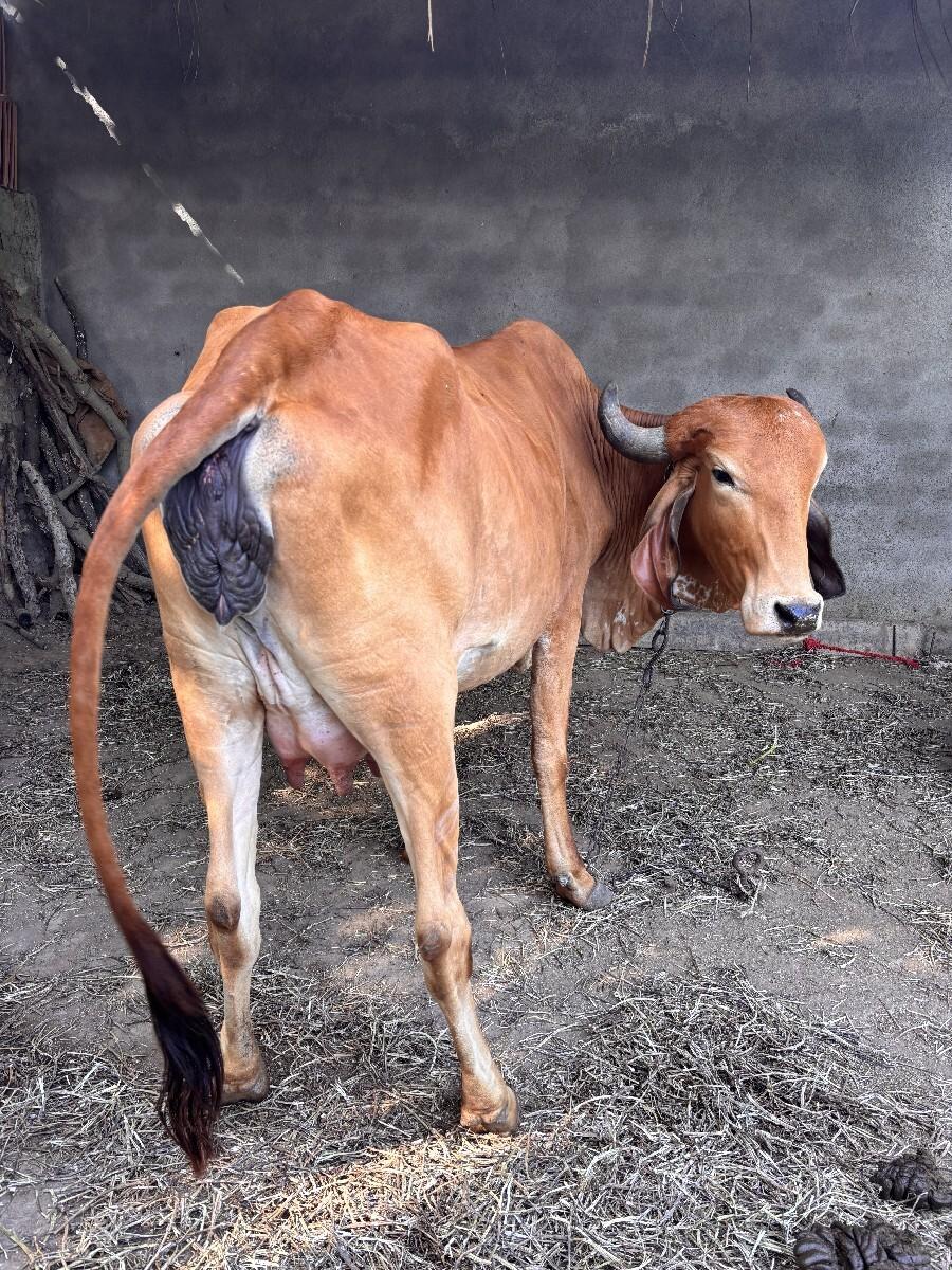 थंबनेल 2