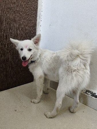 કૂતરો વેચવાનો છે