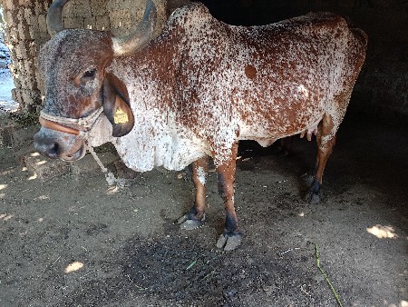 थंबनेल 3