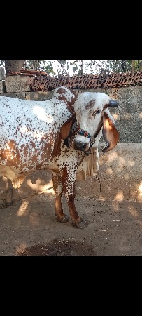 थंबनेल 3