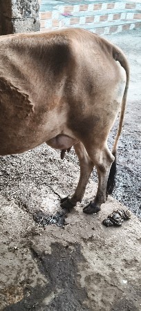 ગાય વેચવાની છે