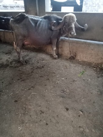 थंबनेल 2